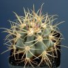 Ferocactus_johnstonianus